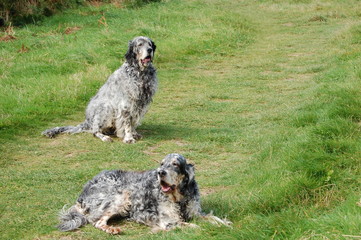 English Setters in Dorset