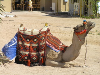 Cammello
