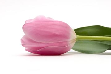 pink tulip © Olga Kovalenko