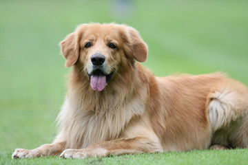 Hund