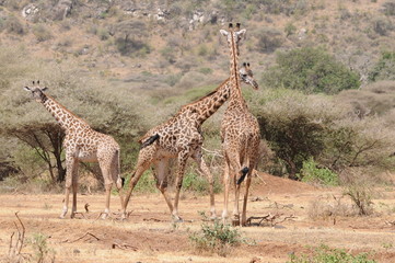 Giraffen