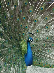 Fototapeta premium fanned tail blue peacock