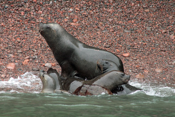 Fototapeta premium Otaries en famille