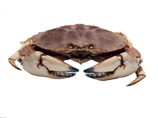 dungenes crab