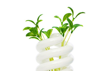 Energy saving lamp with green seedling on white
