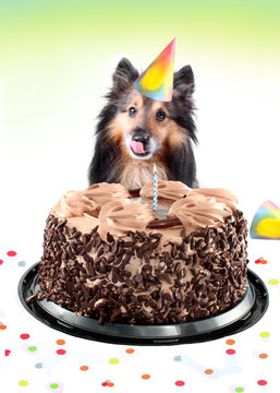 Sheltie Birthday Cake