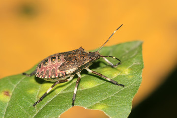 stinkbug