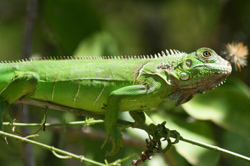 Iguana verde