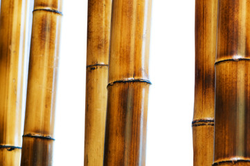 Bamboo branches isolated on the white background