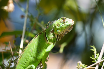 Iguana Iguana
