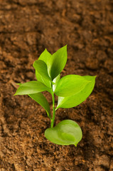 New life concept - green seedling growing out of soil
