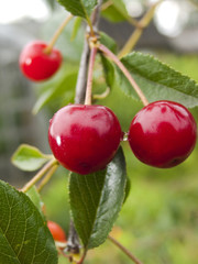 Two cherries after a rain.