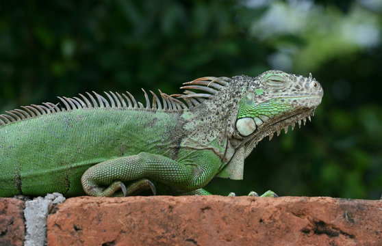 Iguana verde con el ojo cerrado