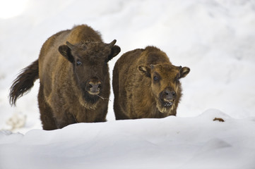 Wisent im Schnee