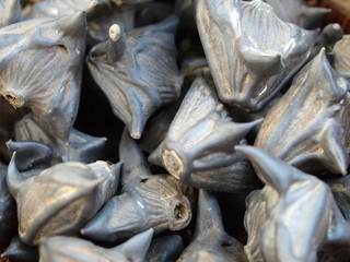 many Water Chestnut nuts