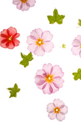 primula flowers on the white background.