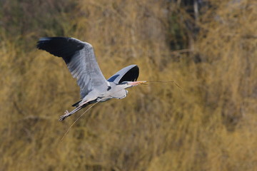 HERON