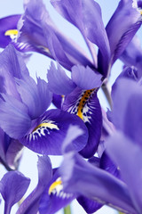 iris bloemen.