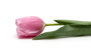 pink tulip