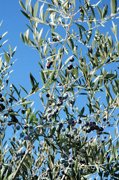 olives tree