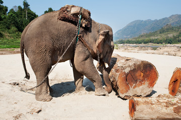 Elefant beim Arbeiten
