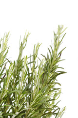 rosemary plant.