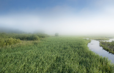 Obraz na płótnie Canvas Swamp in fog