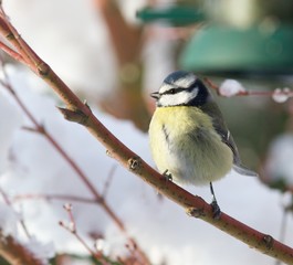 Blue Tit in Winter