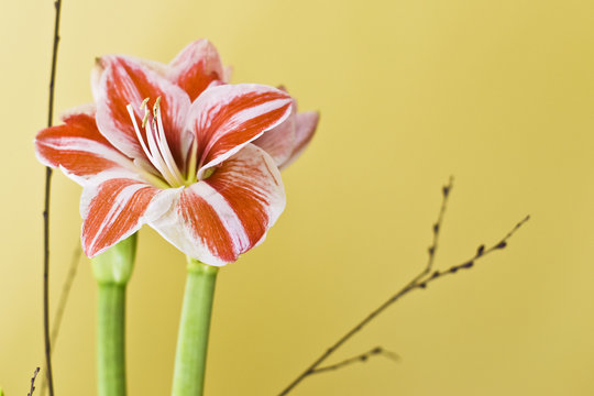Fototapeta Amaryllis et pastel