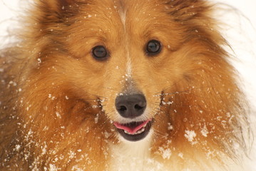 shetland sheepdog