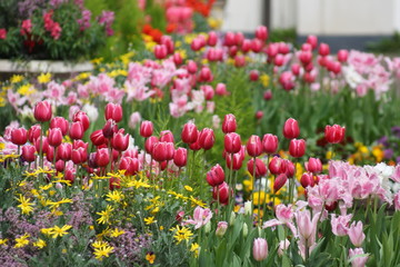 チューリップたち