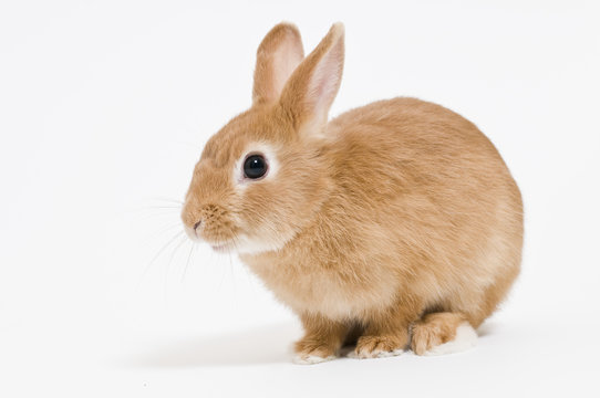 写真ウサギの写真