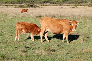 vache limousine et son veau au pâturage