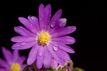 Fototapeta premium Purple Anemone, covered with dewdrops