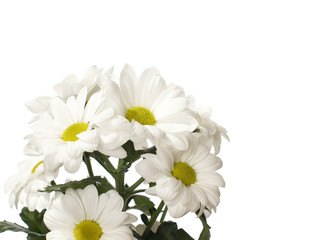 Fototapeta na wymiar daisy flowers isolated on white background