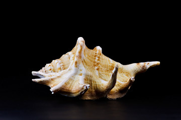 Eine Muschel vor schwarzem Hintergrund
