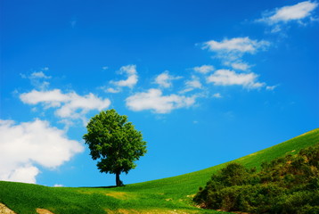 Fototapeta na wymiar Bright summer landscape with green field and blue sky