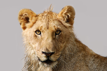 Leonessa del National Park Masai Mara