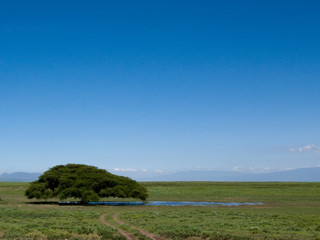 Albero nella sterminata savana africana