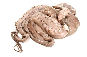 Octopus