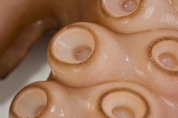 Fototapeta premium Octopus