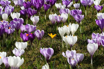 Crocus