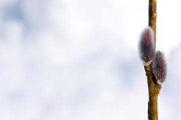 Pussy willow