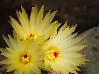 Obraz premium Cacti bright yellow flowers