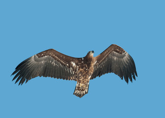 White-tailed eagle (Haliaeetus albicilla)
