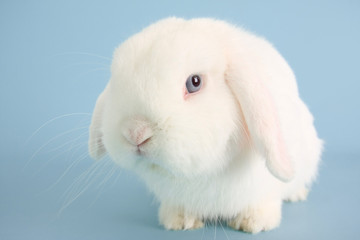 Bunny rabbit