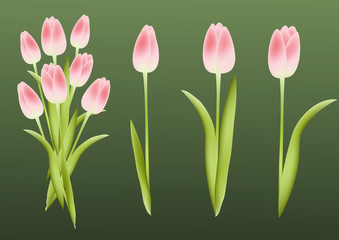 Tulips.