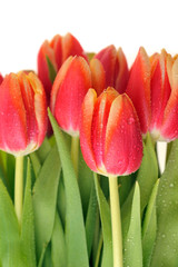 red tulips