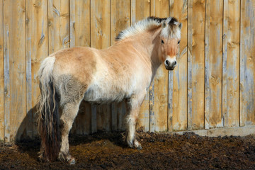 Obraz premium Norwegian Fjord Horse Mare
