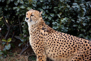 Cheetah